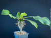 Euphorbia Viguieri, organically grown succulent plants from Madagaskar for sale at TOMs FLOWer CLUB.