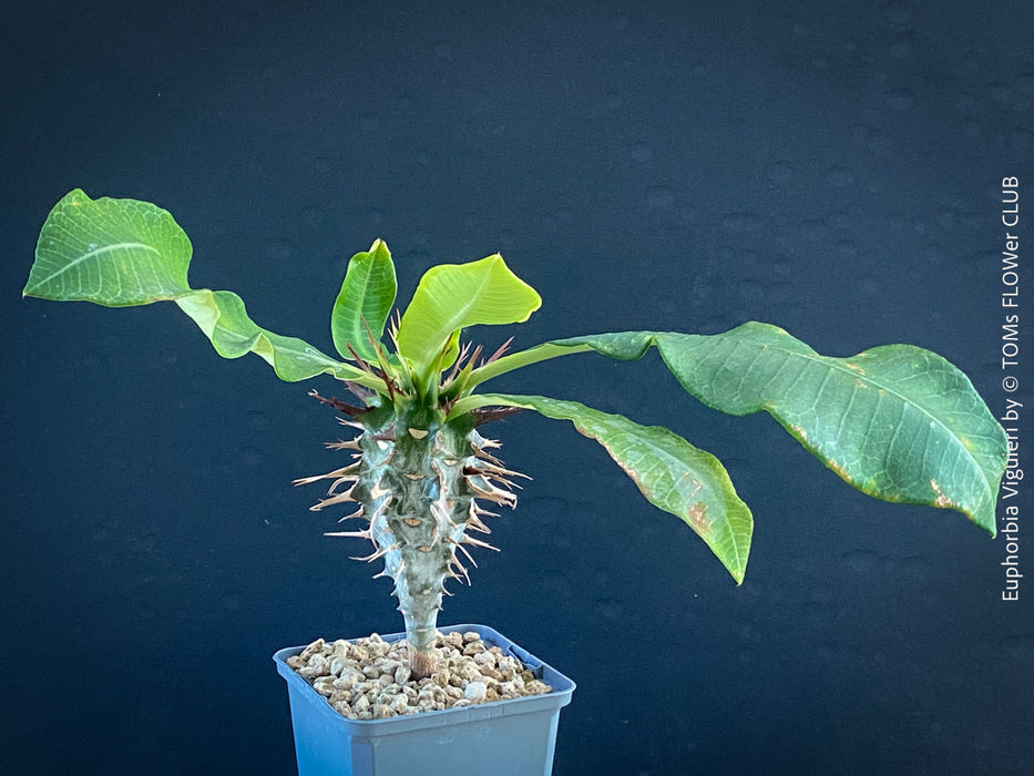 Euphorbia Viguieri, organically grown succulent plants from Madagaskar for sale at TOMs FLOWer CLUB.