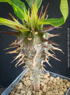 Euphorbia Viguieri, organically grown succulent plants from Madagaskar for sale at TOMs FLOWer CLUB.