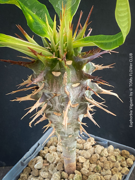 Euphorbia Viguieri, organically grown succulent plants from Madagaskar for sale at TOMs FLOWer CLUB.
