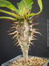 Euphorbia Viguieri, organically grown succulent plants from Madagaskar for sale at TOMs FLOWer CLUB.