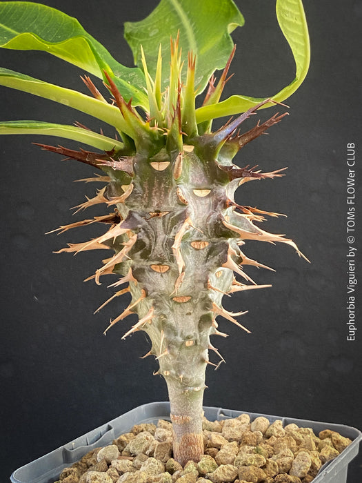 Euphorbia Viguieri, organically grown succulent plants from Madagaskar for sale at TOMs FLOWer CLUB.
