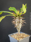 Euphorbia Viguieri, organically grown succulent plants from Madagaskar for sale at TOMs FLOWer CLUB.