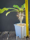 Euphorbia Viguieri, organically grown succulent plants from Madagaskar for sale at TOMs FLOWer CLUB.