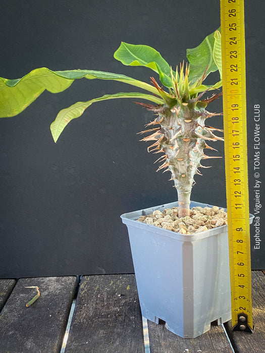 Euphorbia Viguieri, organically grown succulent plants from Madagaskar for sale at TOMs FLOWer CLUB.