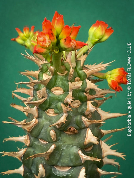 Orange flowering Euphorbia Viguieri, organically grown succulent plants from Madagaskar for sale at TOMs FLOWer CLUB.