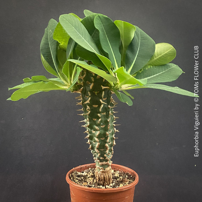 Orange flowering Euphorbia Viguieri, organically grown succulent plants from Madagaskar for sale at TOMs FLOWer CLUB.