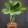 Orange flowering Euphorbia Viguieri, organically grown succulent plants from Madagaskar for sale at TOMs FLOWer CLUB.