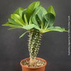 Mature Euphorbia Viguieri, organically grown succulent plants from Madagaskar for sale at TOMs FLOWer CLUB.