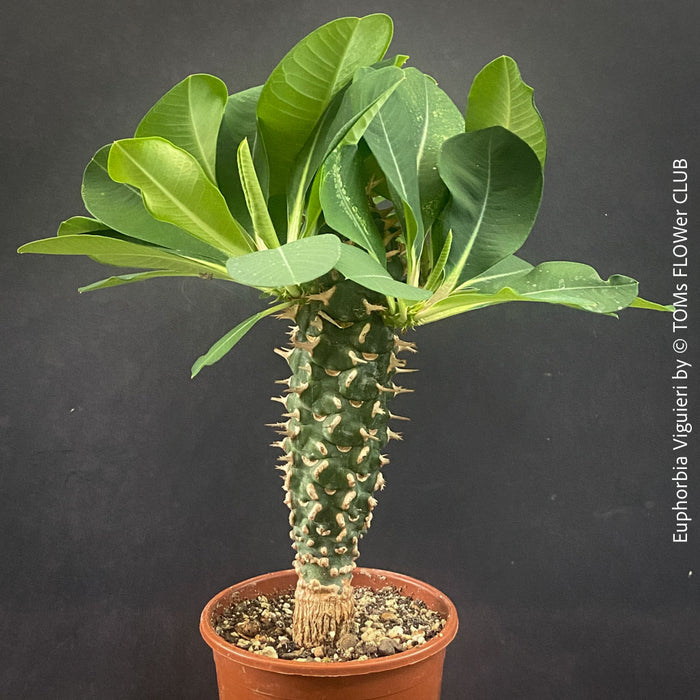 Mature Euphorbia Viguieri, organically grown succulent plants from Madagaskar for sale at TOMs FLOWer CLUB.