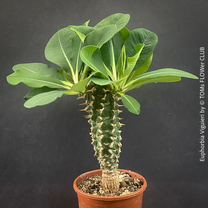 Orange flowering Euphorbia Viguieri, organically grown succulent plants from Madagaskar for sale at TOMs FLOWer CLUB.