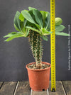 Orange flowering Euphorbia Viguieri, organically grown succulent plants from Madagaskar for sale at TOMs FLOWer CLUB.
