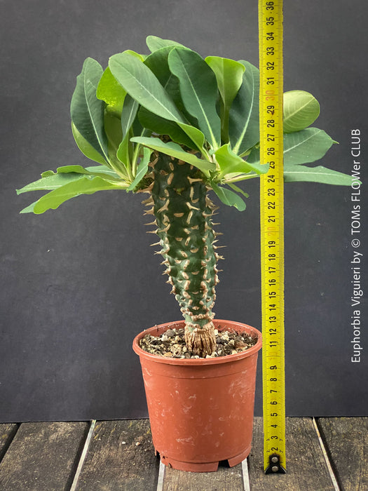 Orange flowering Euphorbia Viguieri, organically grown succulent plants from Madagaskar for sale at TOMs FLOWer CLUB.