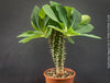 Orange flowering Euphorbia Viguieri, organically grown succulent plants from Madagaskar for sale at TOMs FLOWer CLUB.