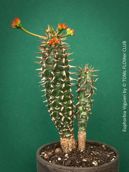 Euphorbia Viguieri, organically grown succulent plants from Madagaskar for sale at TOMs FLOWer CLUB.
