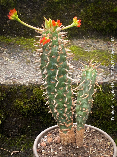 Euphorbia Viguieri, organically grown succulent plants from Madagaskar for sale at TOMs FLOWer CLUB.