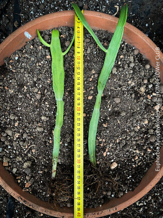 Euphorbia Xylophylloides, organically grown Madagaskar succulent plants for sale at TOMs FLOWer CLUB. 