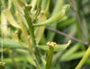 Euphorbia Xylophylloides, organically grown Madagaskar succulent plants for sale at TOMs FLOWer CLUB. 