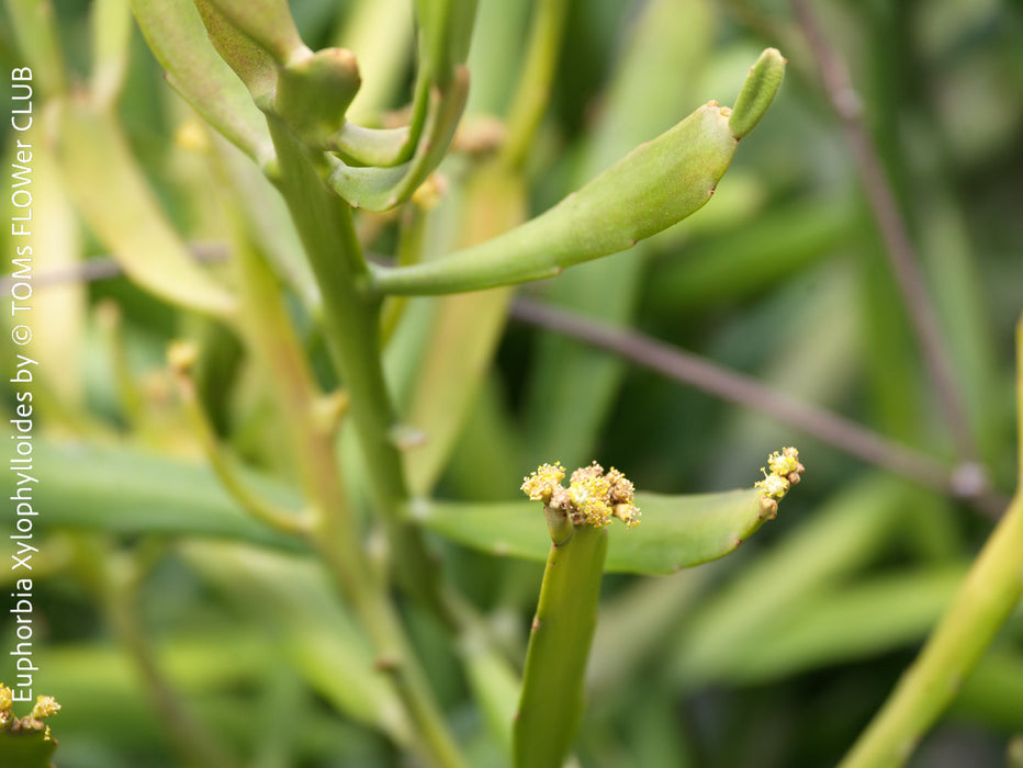 Euphorbia Xylophylloides, organically grown Madagaskar succulent plants for sale at TOMs FLOWer CLUB. 