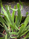 Euphorbia Xylophylloides, organically grown Madagaskar succulent plants for sale at TOMs FLOWer CLUB. 