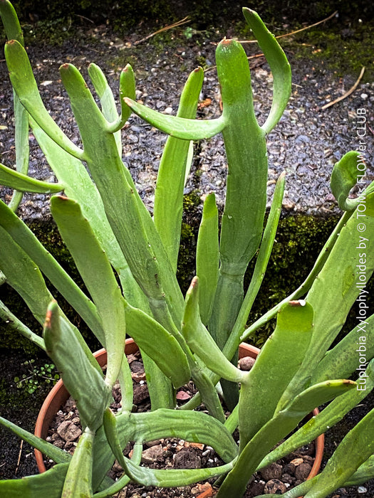 Euphorbia Xylophylloides, organically grown Madagaskar succulent plants for sale at TOMs FLOWer CLUB. 