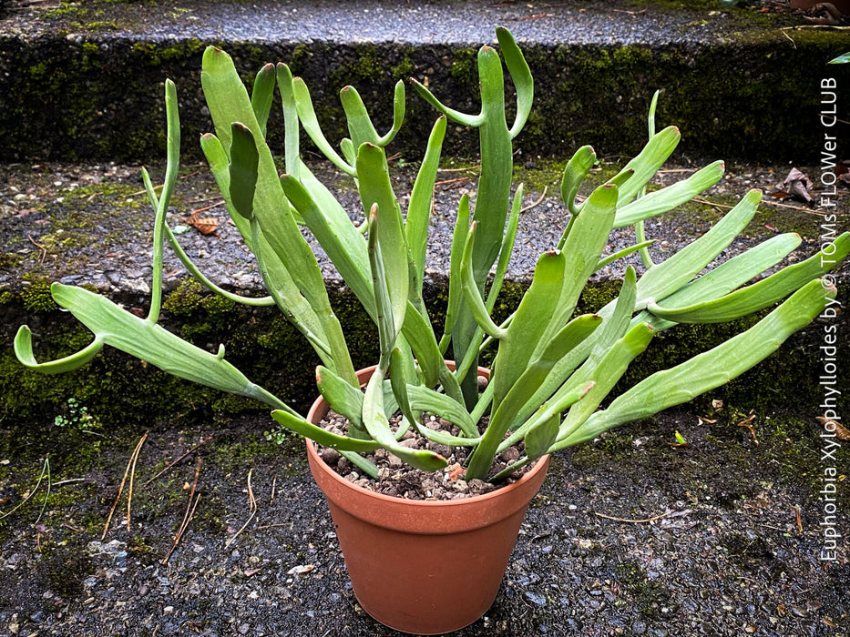 Euphorbia Xylophylloides, organically grown Madagaskar succulent plants for sale at TOMs FLOWer CLUB. 