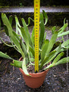 Euphorbia Xylophylloides, organically grown Madagaskar succulent plants for sale at TOMs FLOWer CLUB. 