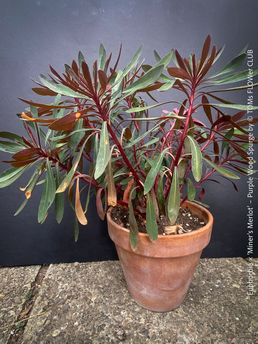 Burgundy Euphorbia ‘Miner’s Merlot’ cultivated at TOMs FLOWer CLUB