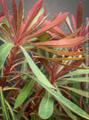 Euphorbia × martini ‘Miner’s Merlot’ collector plant at TOMs FLOWer CLUB