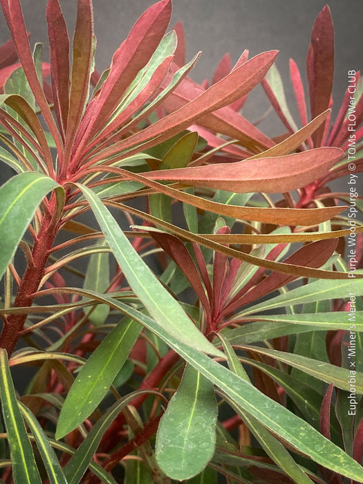 Euphorbia × martini ‘Miner’s Merlot’ collector plant at TOMs FLOWer CLUB