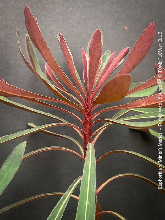 Leaf detail of Euphorbia × martini ‘Miner’s Merlot’ with deep burgundy foliage