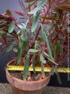 Euphorbia × martini ‘Miner’s Merlot’ with deep burgundy foliage