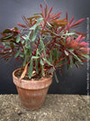 Euphorbia ‘Miner’s Merlot’ cultivated at TOMs FLOWer CLUB