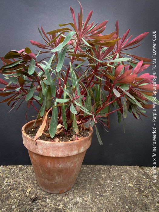 Euphorbia ‘Miner’s Merlot’ cultivated at TOMs FLOWer CLUB