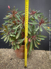 Mature Euphorbia ‘Miner’s Merlot’ cultivated at TOMs FLOWer CLUB