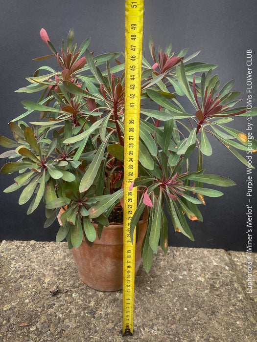 Mature Euphorbia ‘Miner’s Merlot’ cultivated at TOMs FLOWer CLUB
