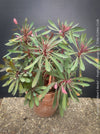 Euphorbia × martini ‘Miner’s Merlot’ with deep burgundy foliage