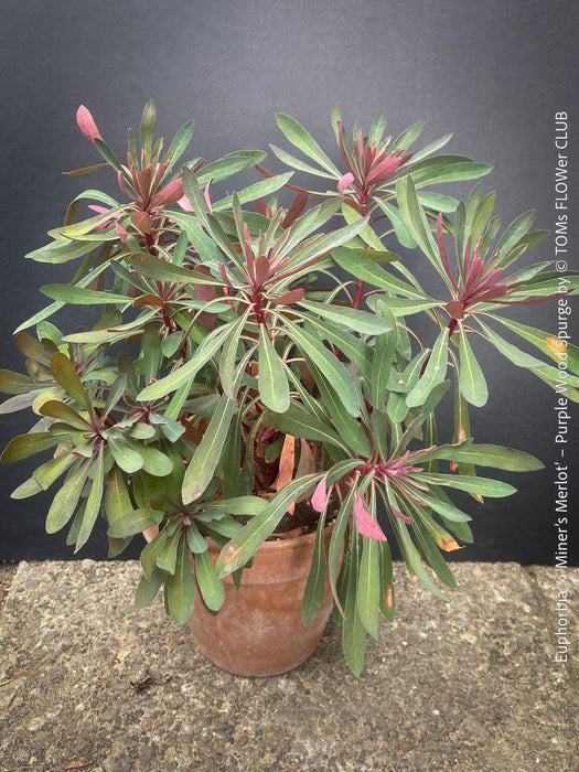 Euphorbia × martini ‘Miner’s Merlot’ with deep burgundy foliage