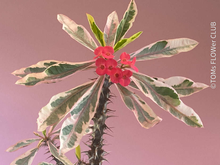 crown of thorns euphorbia milii succulent plant Euphorbia milii variegata - Crown of Thorns | organically grown succulent plants