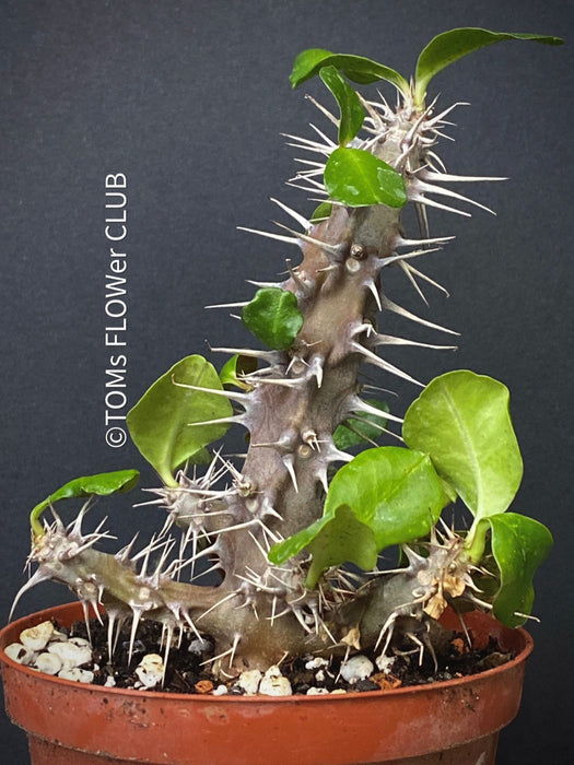 Euphorbia Delphinensis, organically grown succulent plants for sale at TOMsFLOWer CLUB.