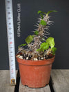 Euphorbia Delphinensis, organically grown succulent plants for sale at TOMsFLOWer CLUB.