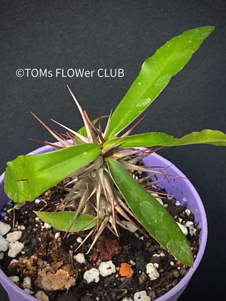 Euphorbia Genoudiana, organically grown succulent plants for sale at TOMsFLOWer CLUB.