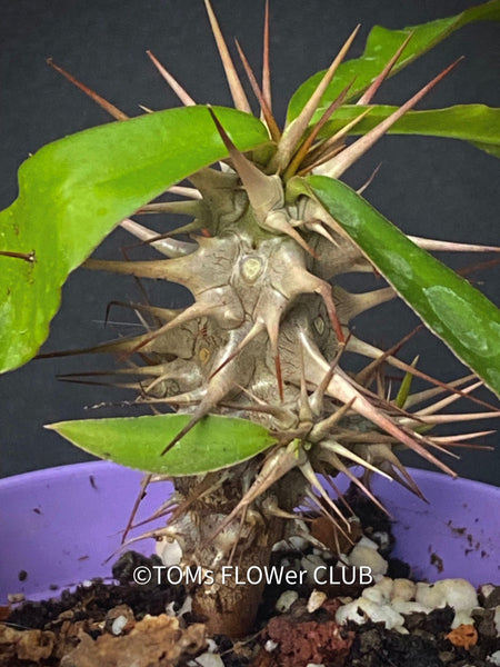 Euphorbia Genoudiana, organically grown succulent plants for sale at TOMsFLOWer CLUB.