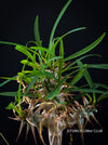 Euphorbia Gottlebei, sun loving Madagaskar succulent plants for sale by TOMs FLOWer CLUB.