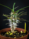 Euphorbia Gottlebei - Yellow flower, Sun loving Madagaskar succulent plants Euphorbia for sale by TOMs FLOWer CLUB.