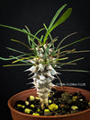 Euphorbia Gottlebei - Yellow flower, Sun loving Madagaskar succulent plants Euphorbia for sale by TOMs FLOWer CLUB.