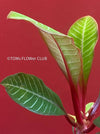 Euphorbia Leuconeura, Spuckpalme, organically grown succulent plants in TOMs FLOWer CLUB. 