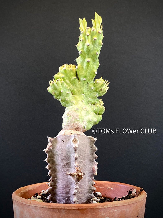 Euphorbia Neriifolia Variegata Cristata, organically grown succulent plants for sale at TOMsFLOWer CLUB.