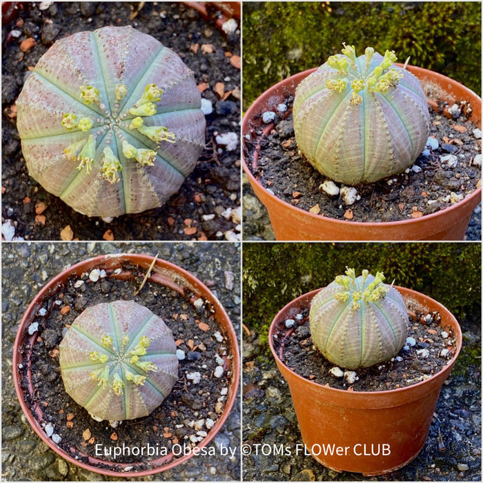 Euphorbia obesa, organically grown succulent plants for sale at TOMsFLOWer CLUB.