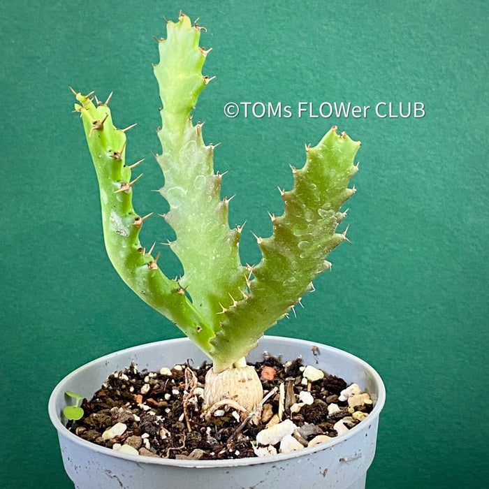 Euphorbia Stellata, organically grown succulent plants for sale at TOMsFLOWer CLUB.